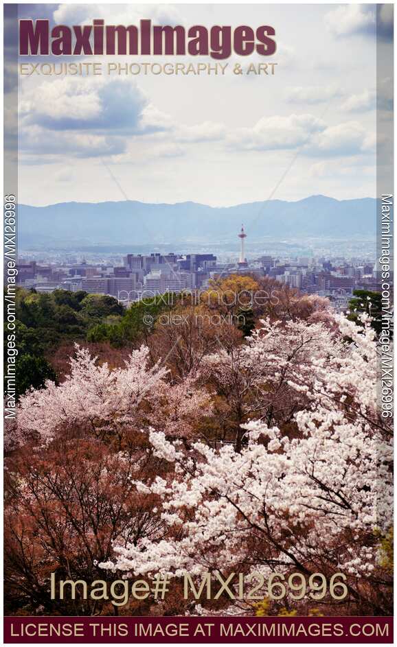 Kyoto tower and cherry blossom