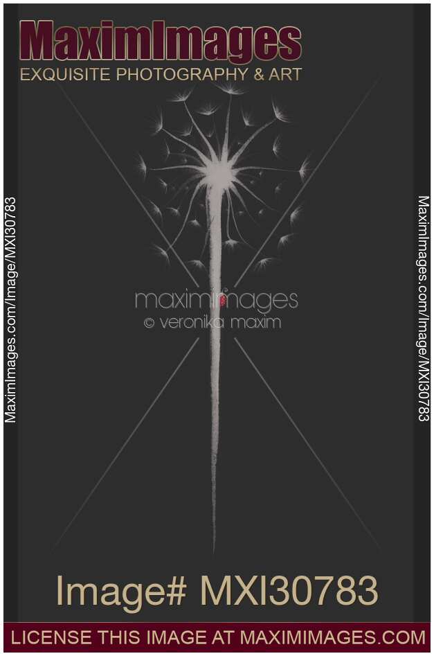 Ladybug on a dandelion abstract Zen painting illustration design on dark gray