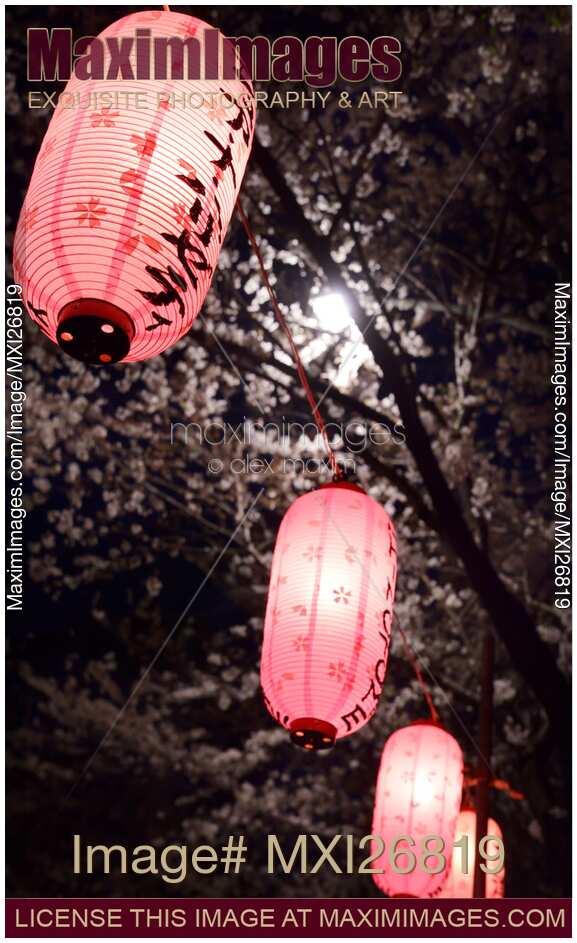 Lanterns at night under cherry trees in Tokyo