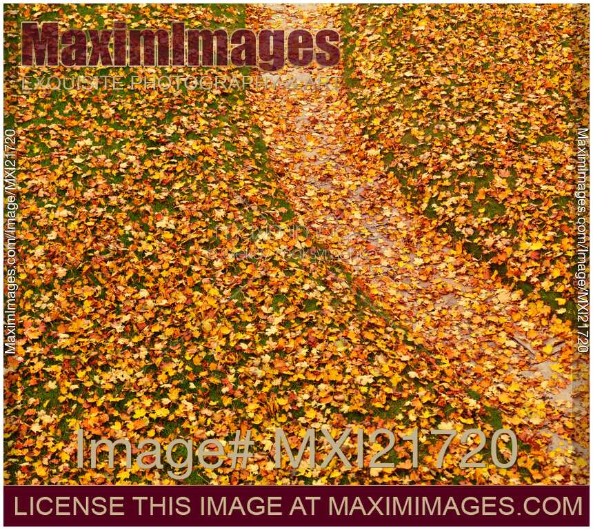 Lawn Covered with Fallen Leaves