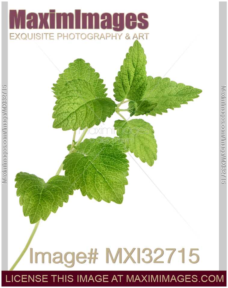 Lemon balm plant green leaves closeup Melissa officinalis mint herb Isolated on white