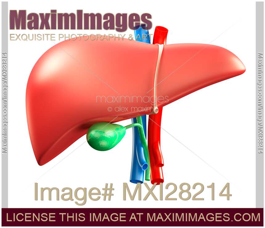Liver and gall bladder illustration