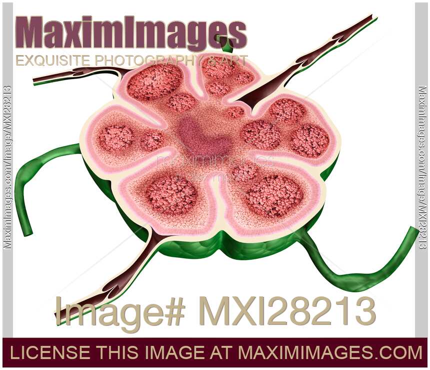 Lymph node structure