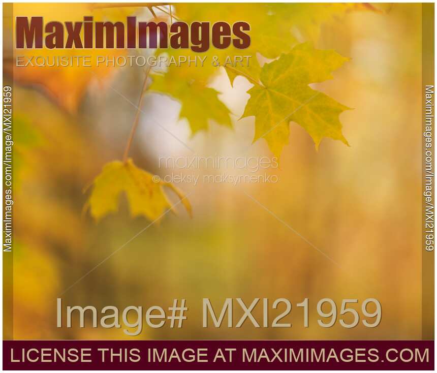 Maple Leaves Fall Nature Scenery