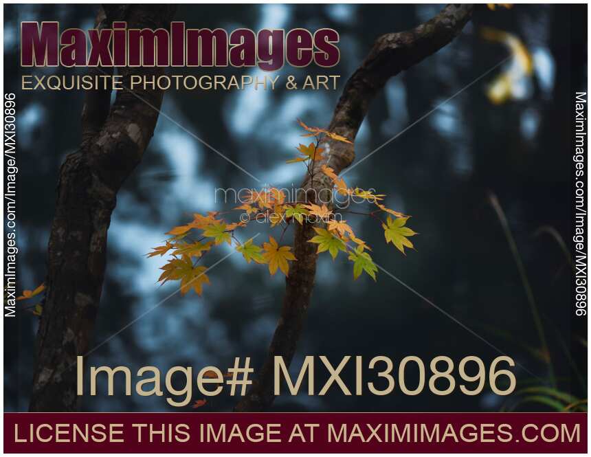 Maple tree leaves in Japanese Zen garden with abstract reflections on the water in the background