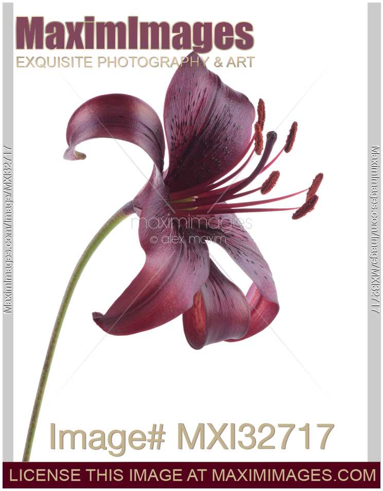 Midnight Mystery Asiatic Lily maroon dark red flower side view on white background
