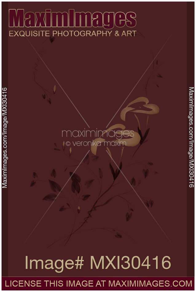 Morning Glory flowers Sumi-e illustration artistic design on brown burgundy background