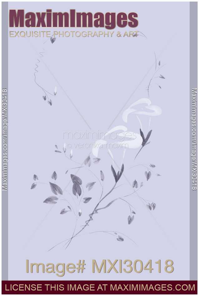 Morning Glory flowers Sumi-e illustration artistic design on lavender background