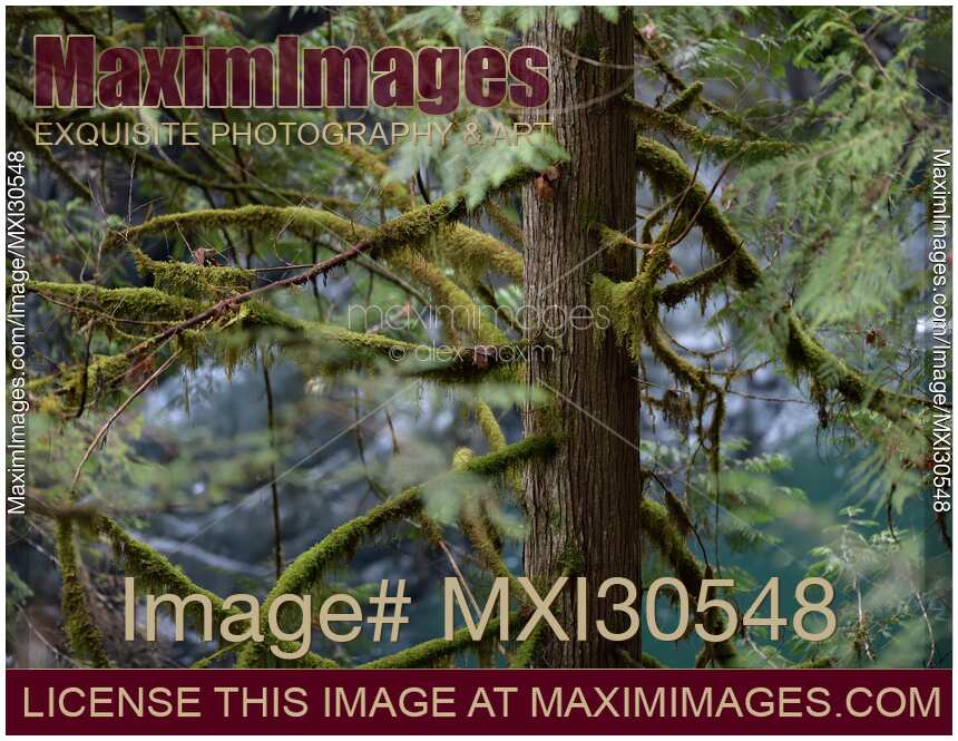 Mossy branches of a Cedar tree in tranquil nature scenery at Vancouver Island