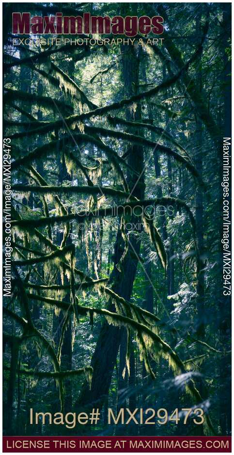 Mossy branches of Douglas fir trees