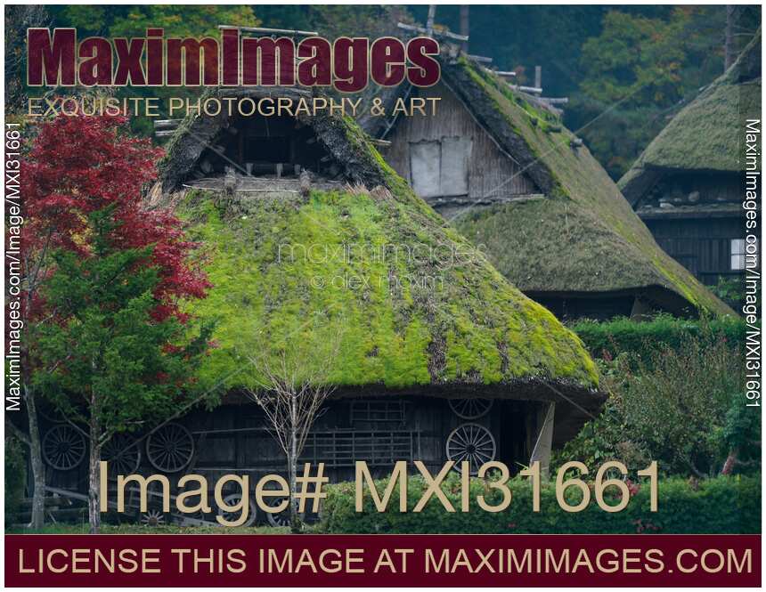 Mossy thatched roofs of traditional Japanese Gassho houses at Hida Folk Village Japan