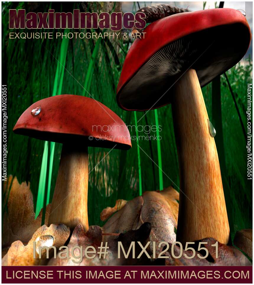 Mushrooms in Forest