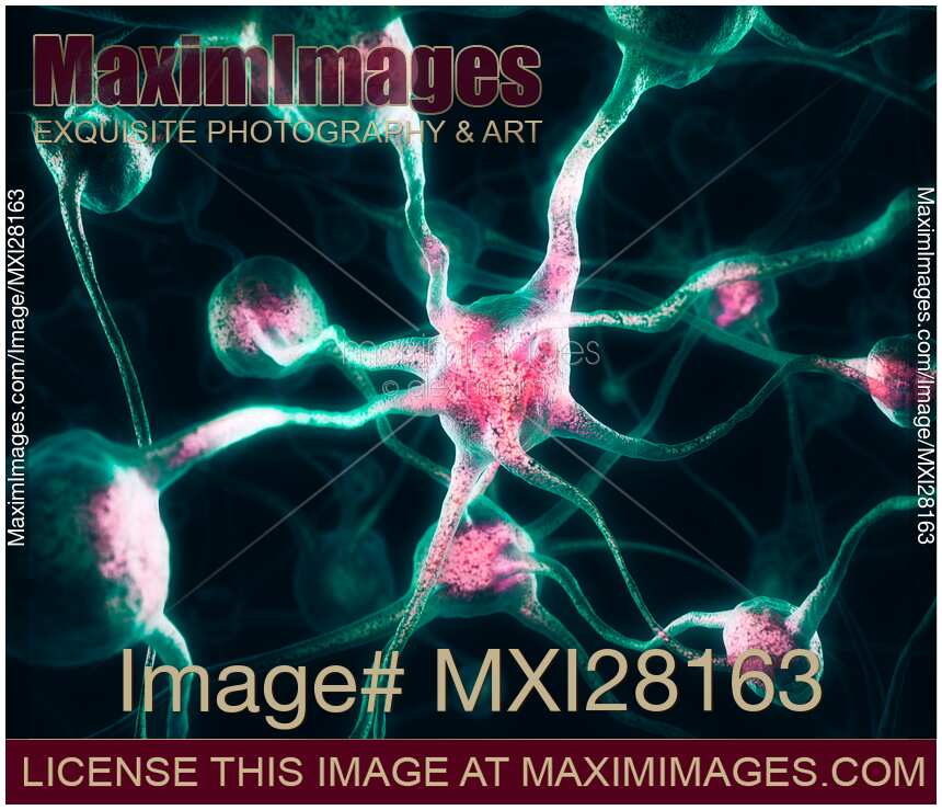 Nervous system Brain cells Neurons
