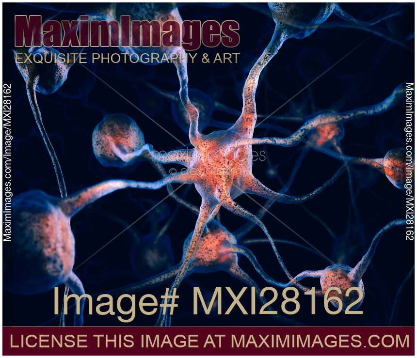 Neurons Nervous system Brain cells scientific 3D illustration