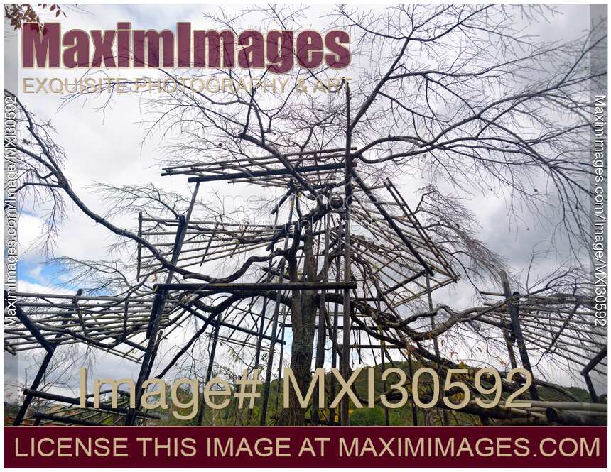 Niwaki Japanese sakura tree being trained over a structure of bamboo scaffolds