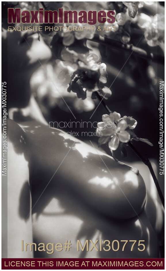 Nude woman body and bare breasts touching gentle apple tree blossoms black and white