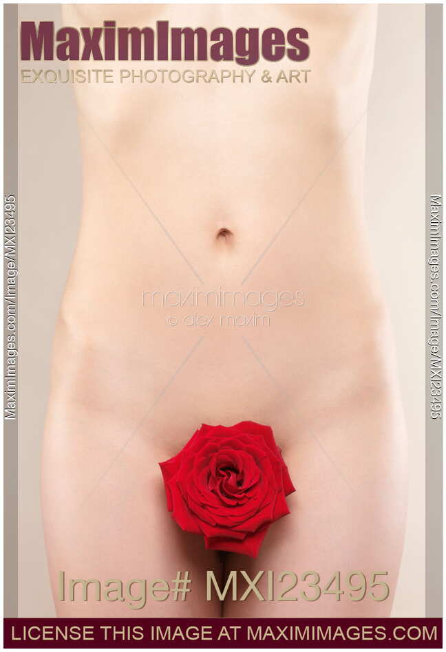 Nude woman body front view with a red rose covering her vagina