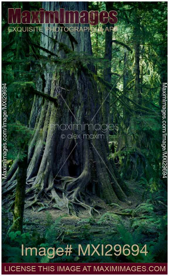 Old crooked cedar tree in a forest Vancouver Island