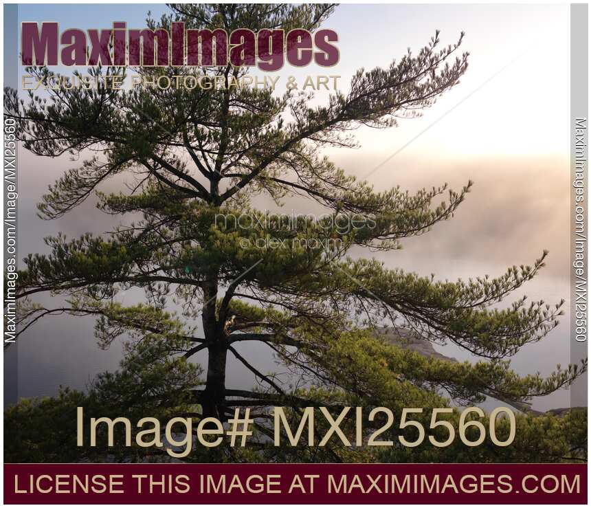 Old pine tree sunrise nature scenery