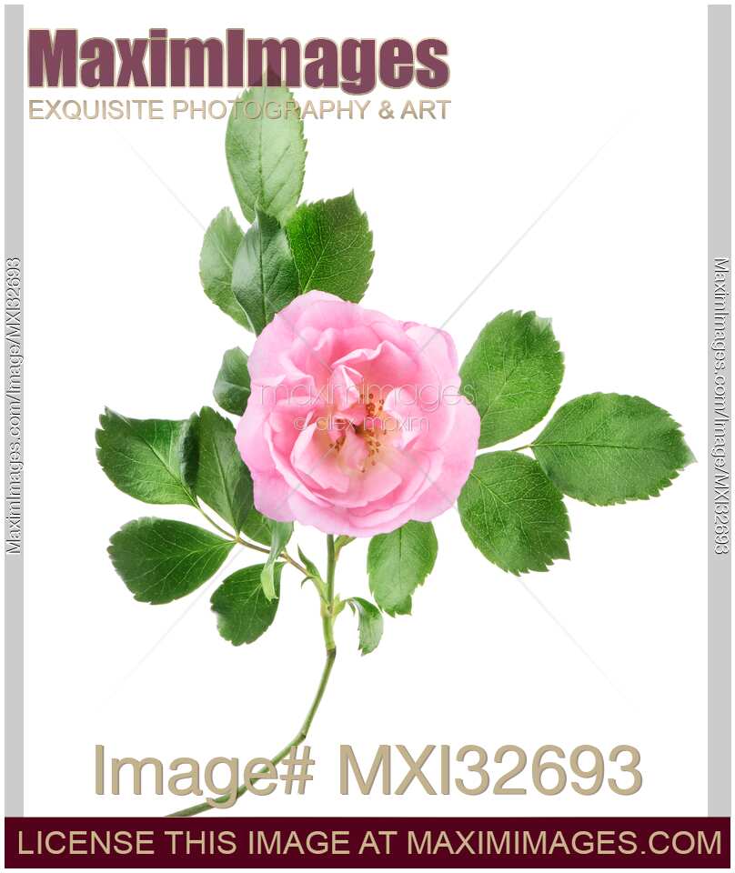 Open Pink Damask Rose flower on a branch with green leaves isolated on white
