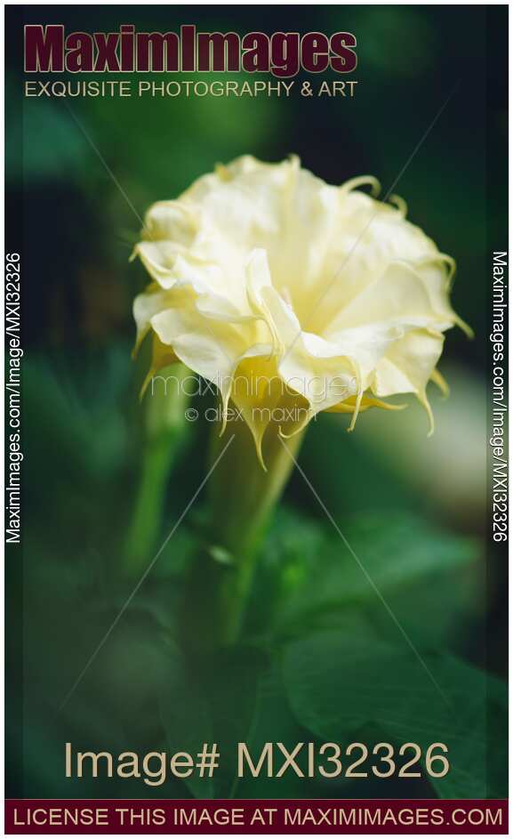 Open yellow Datura flower artistic closeup Yellow Ballerina Devil's weed