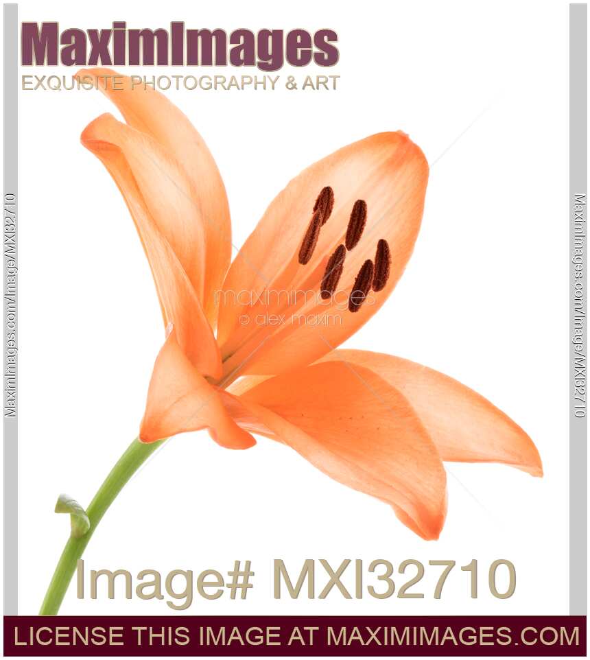 Orange Asiatic lily artistic closeup of a flower isolated on white background