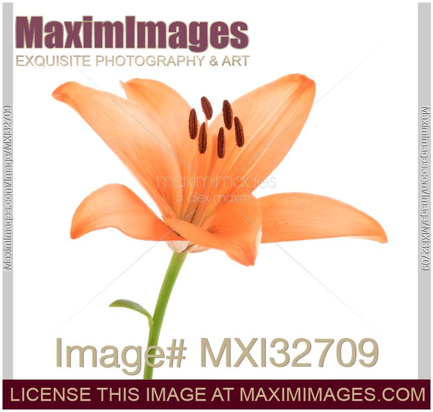 Orange Asiatic lily flower isolated on white background