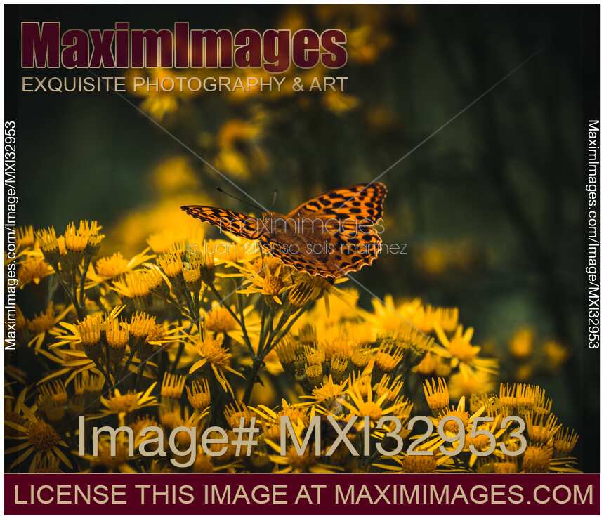 Orange Boloria butterfly on wild yellow daisy flowers Dramatic nature closeup