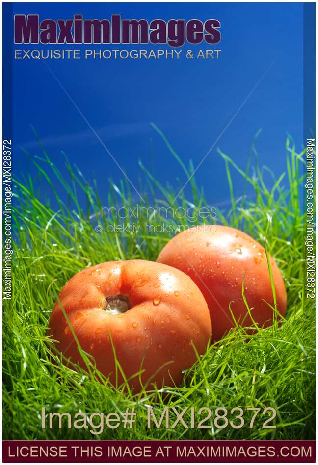 Organic field tomatoes in green grass still life