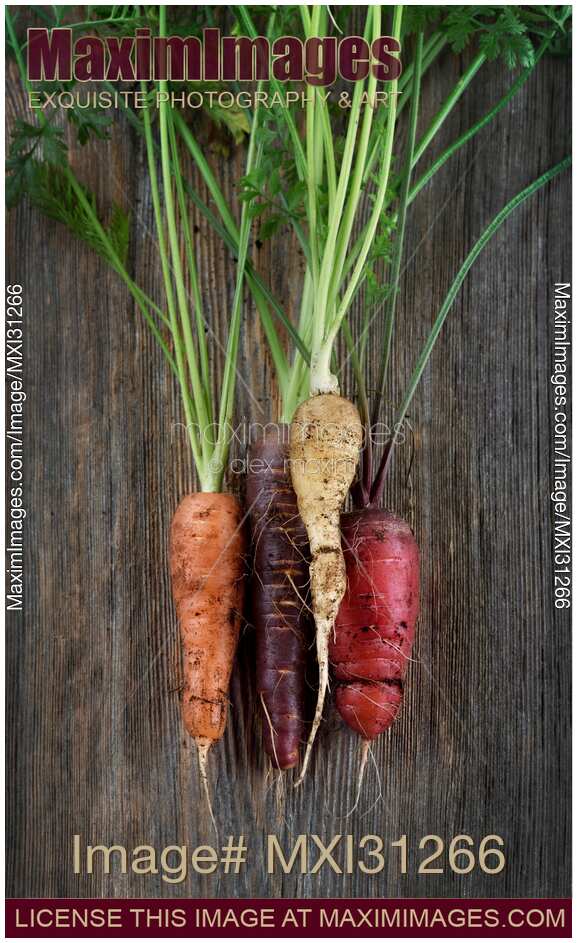 Organic heirloom carrots in a variety of colors artistic still life on wood background