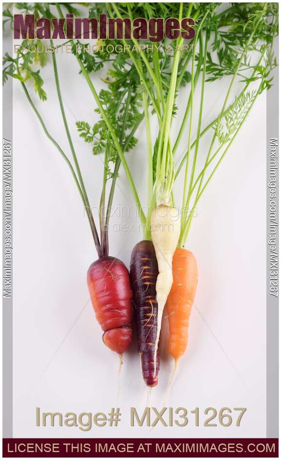 Organic home-grown heirloom carrots in different colors still life isolated on white