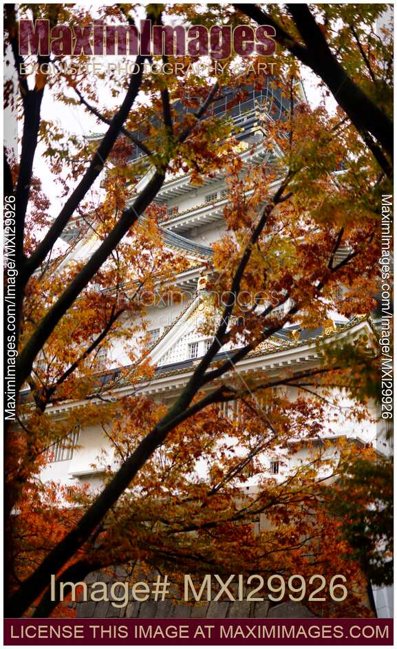 Osaka Castle Osaka-jo behind red colorful trees on beautiful tranquil autumn morning