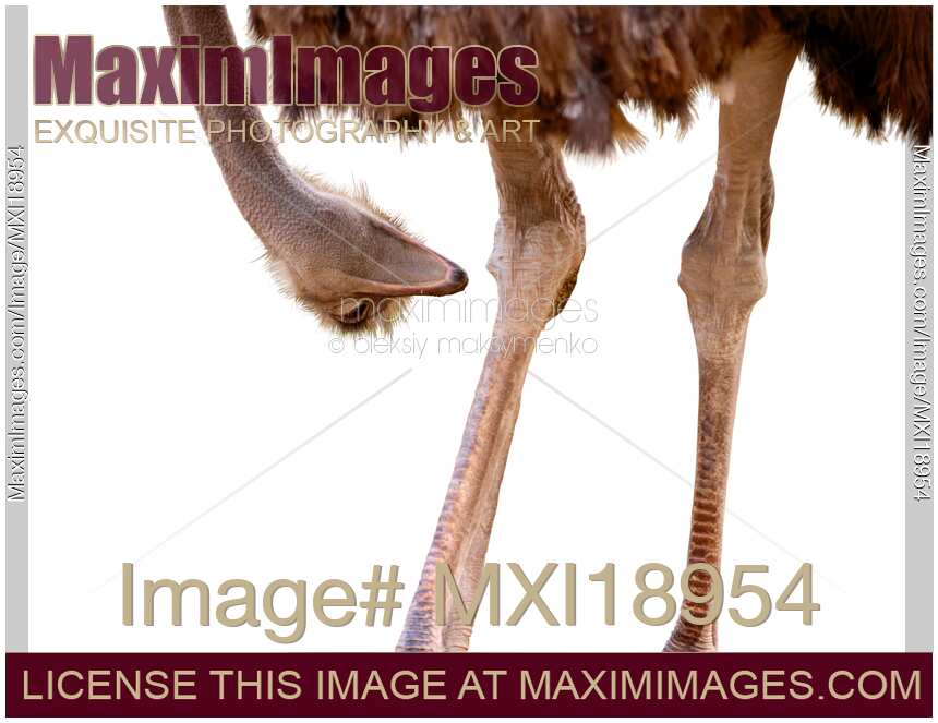 Ostrich Looking at Its Knee