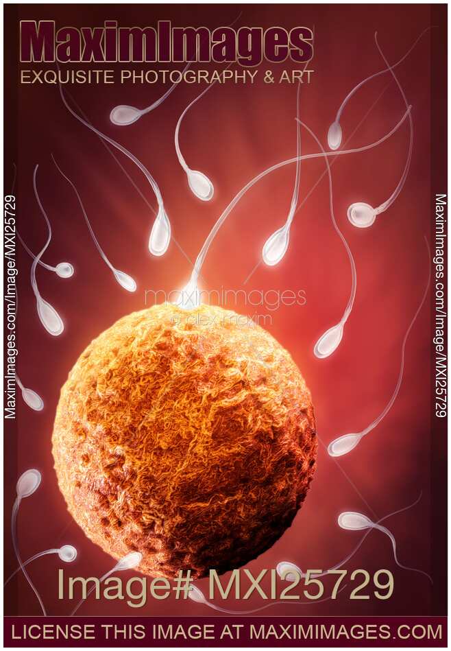 Ovum and spermatozoa Human egg and sperm 3D illustration