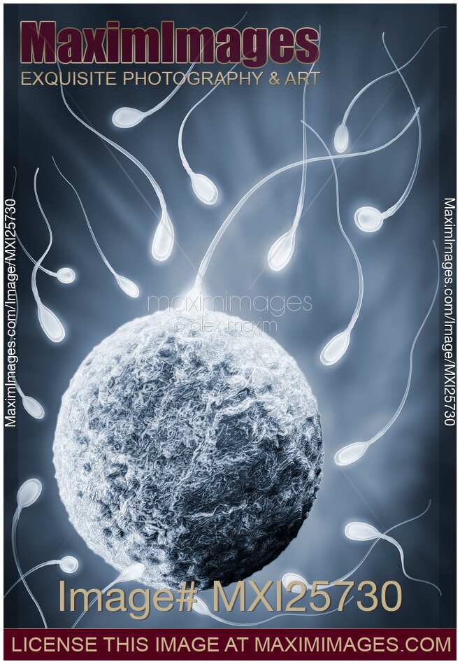 Ovum and spermatozoa Human egg and sperm concept
