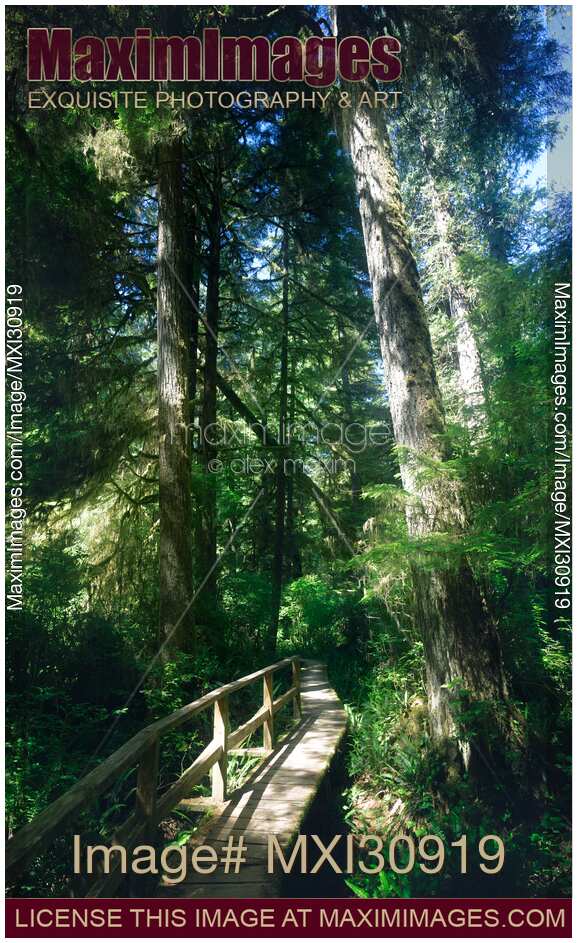 Pacific Rim National Park Rainforest trail in Tofino Canada