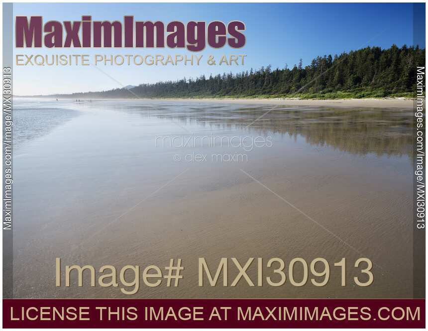 Pacific Rim National Park Reserve Long Beach with Rain forest trees along the shoreline of Pacific ocean