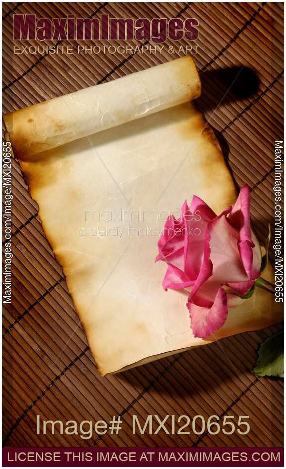Parchment paper background with rose