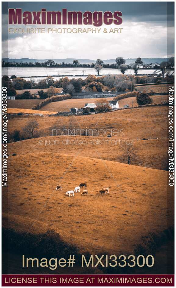 Pasture lands with cattle in Ireland countryside aerial view