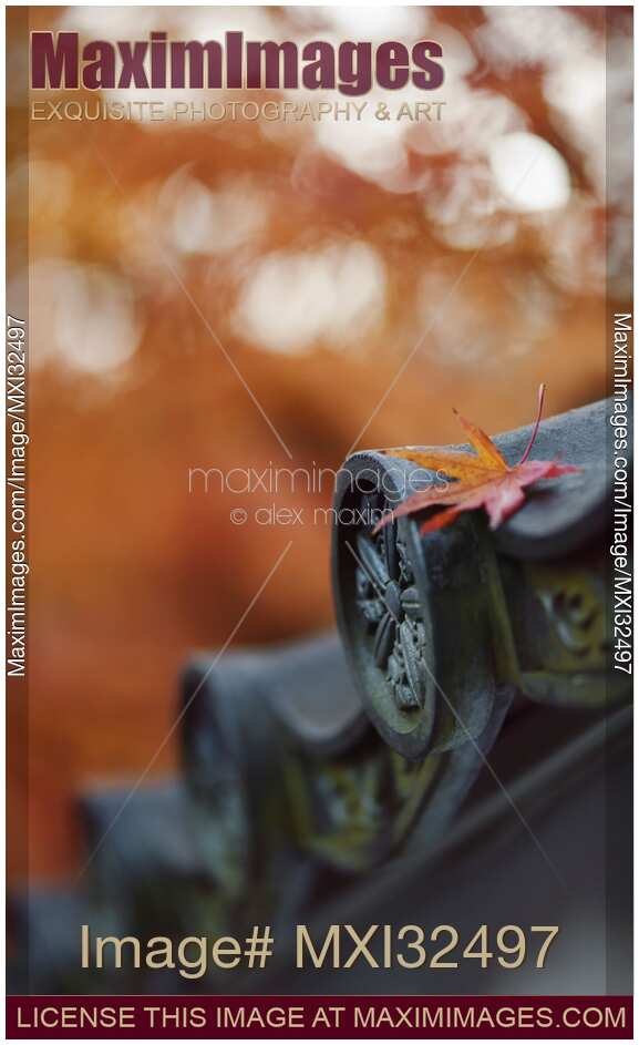 Peaceful closeup of Japanese temple roof tile eaves in autumn scenery with a fallen red maple leaf on it
