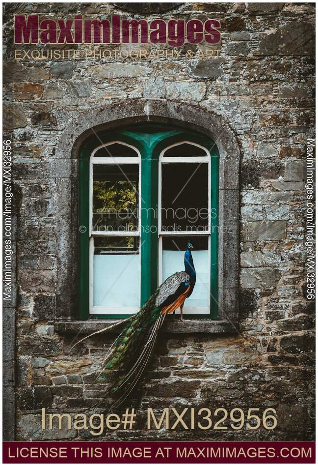 Peacock in an arched window of an old historic Irish stone house