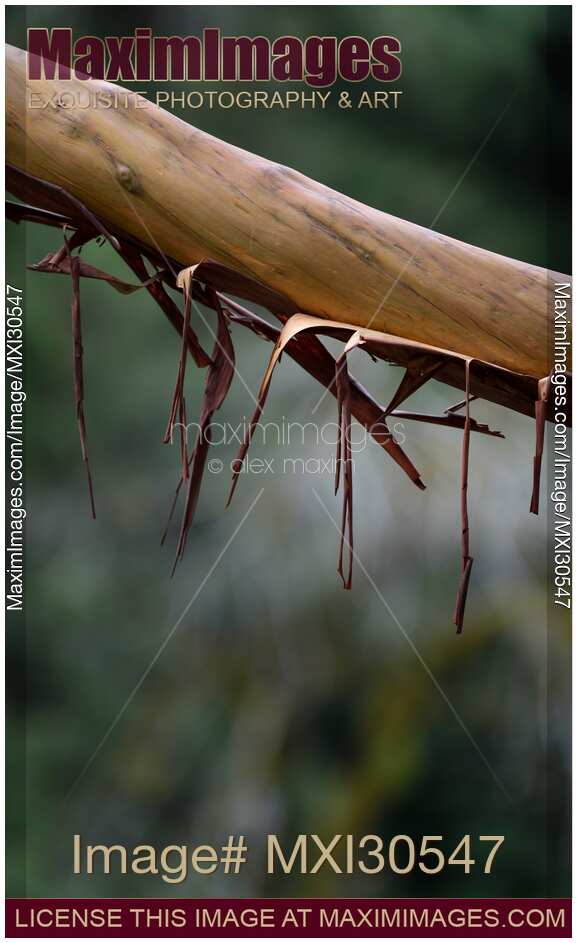 Peeling off bark revealing smooth trunk of an Arbutus tree at Vancouver Island