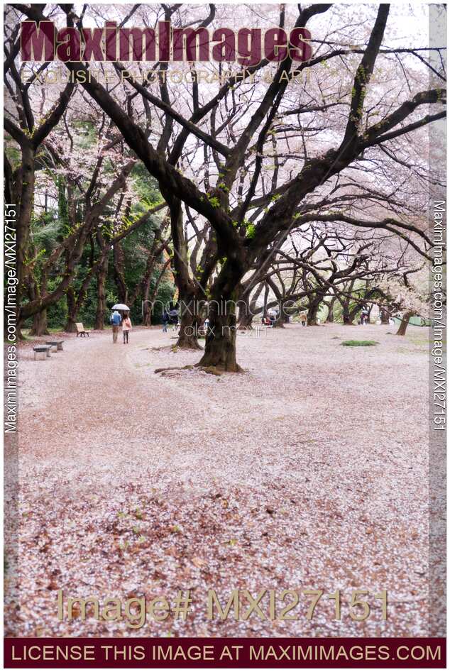 People at Gyoen National Garden during cherry blossom Tokyo
