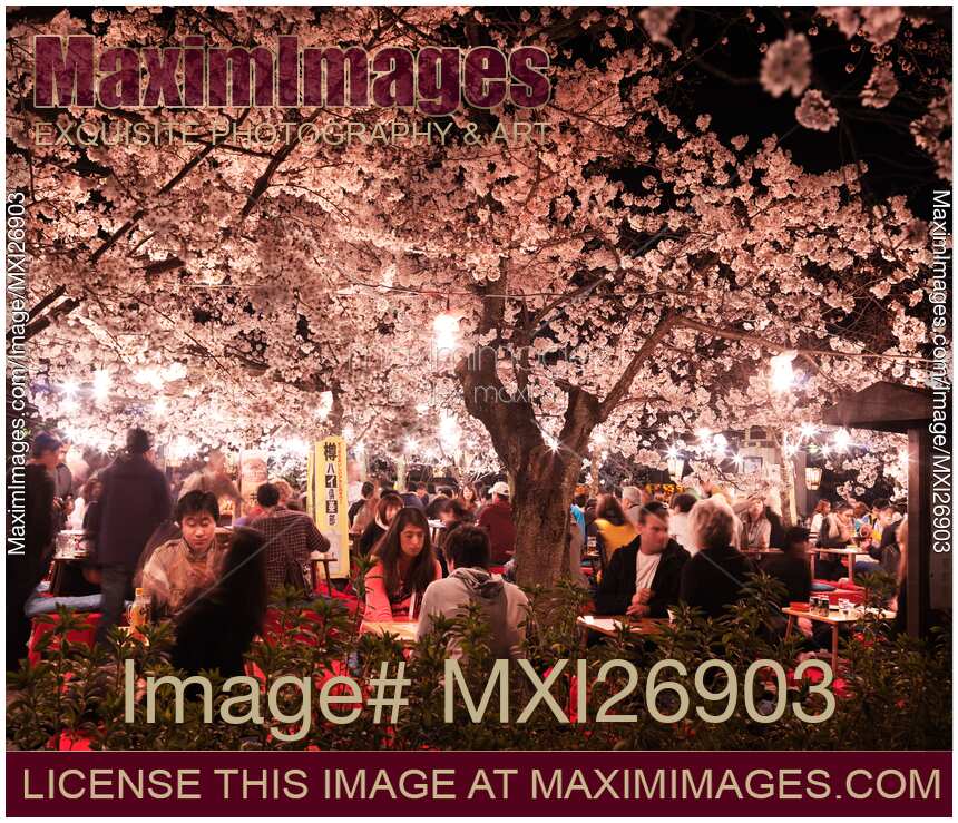 People eating under cherry blossom in Maruyama Park Kyoto