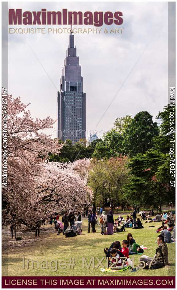 People enjoying cherry blossom season at Shinjuku Gyoen National Garden