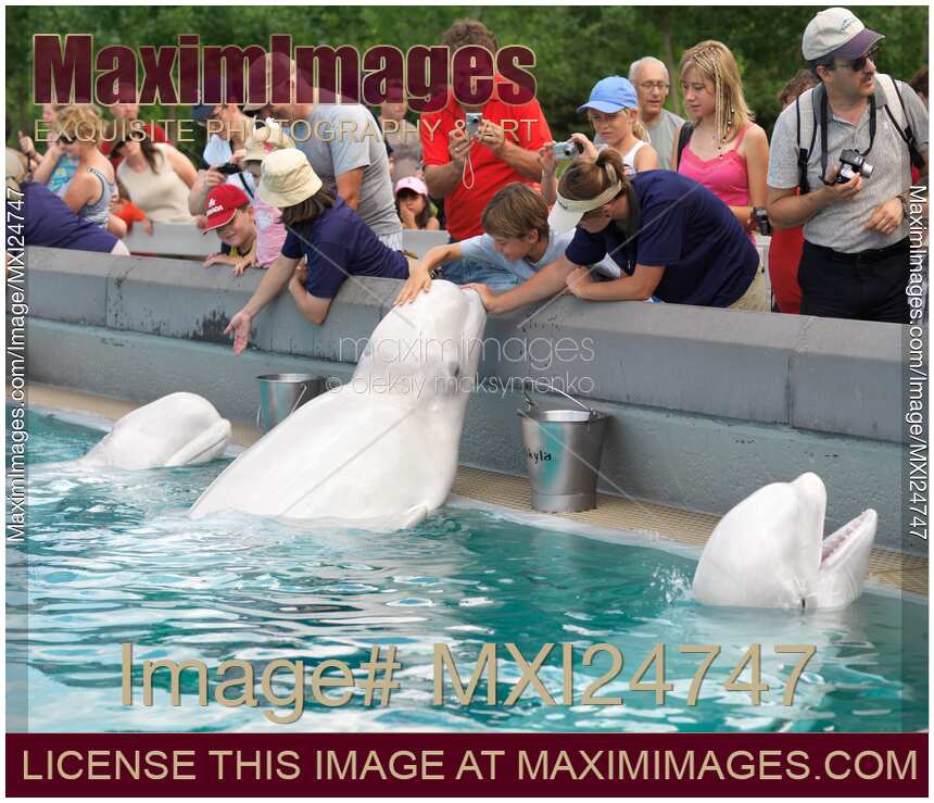 People Feeding Beluga Whales at MarineLand Niagara Falls