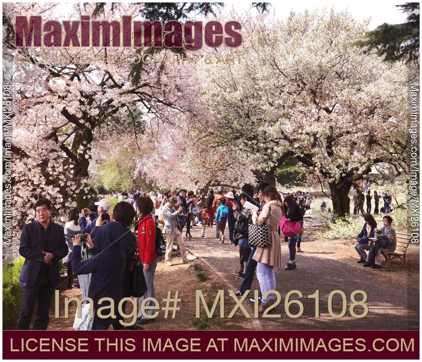 People in park during cherry blossom at Shinjuku Gyoen Japan