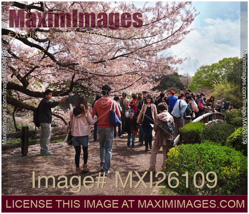 People in park during cherry blossom at Shinjuku Gyoen Tokyo