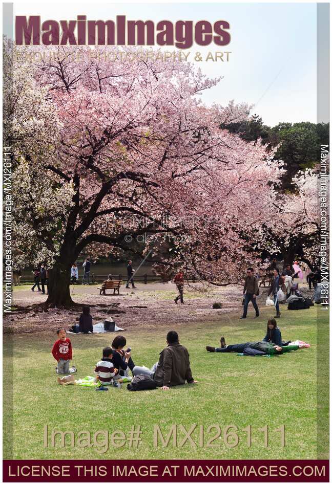People in park enjoying cherry blossom at Shinjuku Gyoen Japan