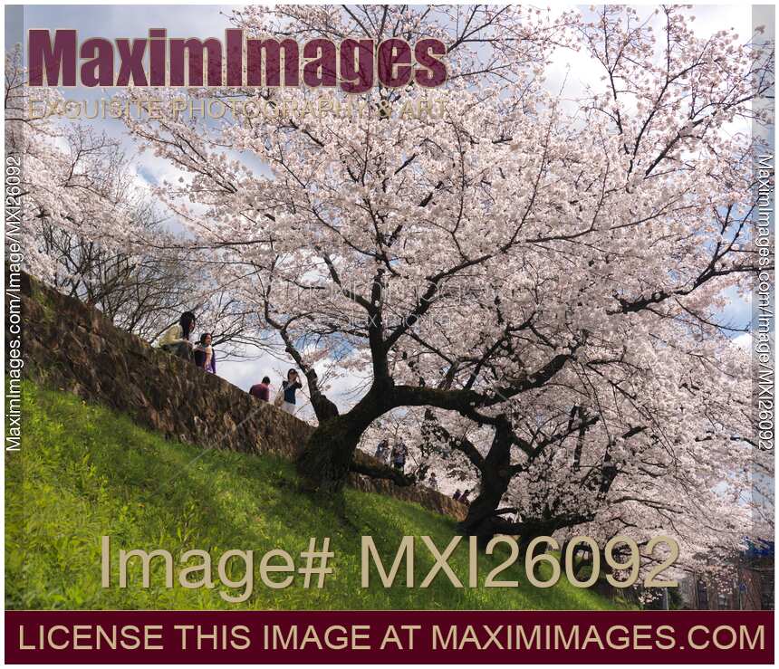 People in park with blossoming cherry trees in Kyoto
